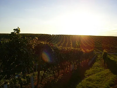 jheinrich_weingaerten0041.jpg